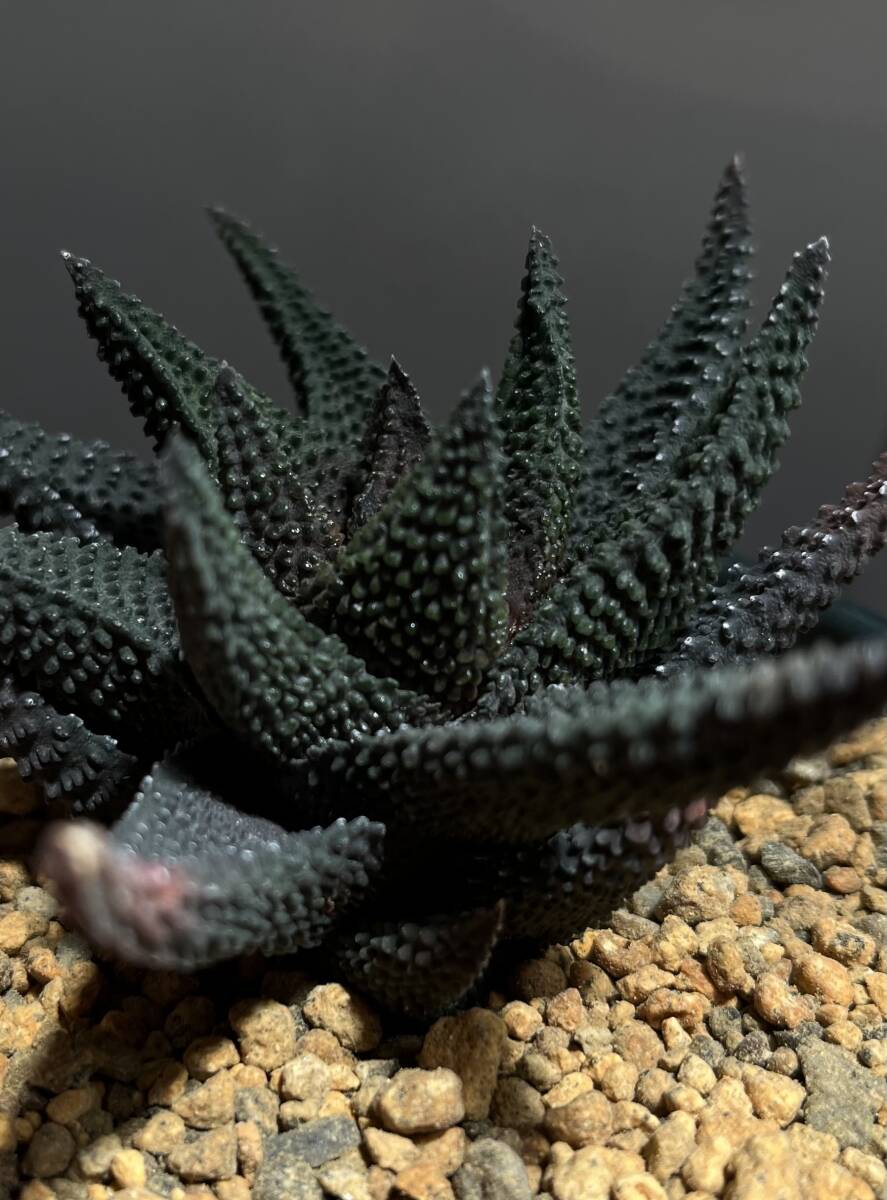 ハオルチア スカブラ 疣肌黒特大型 haworthia scabra ハオルチア スカブラ 疣肌黒特大型 haworthia scabra