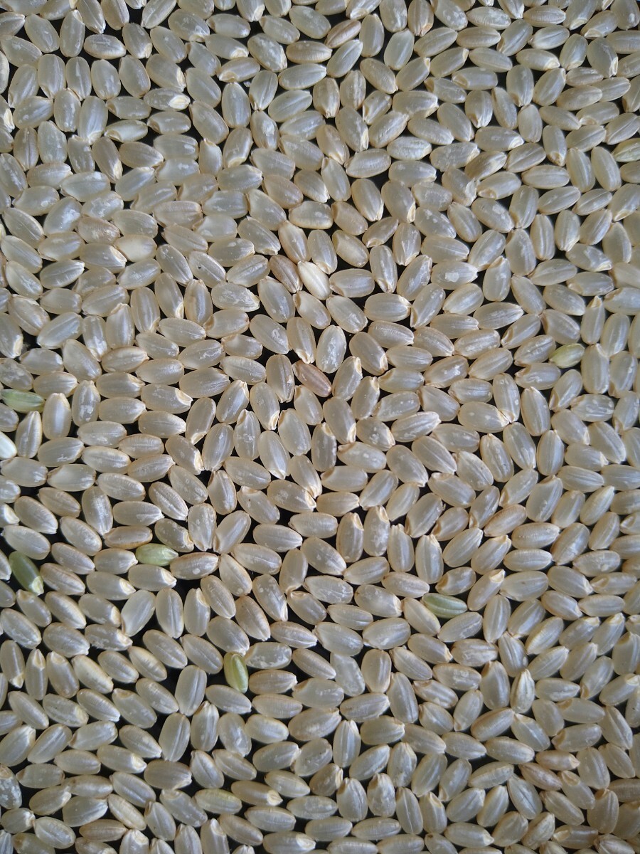◇送料込み◇☆令和6年産☆2024年 長野県産 風さやか 玄米 30kg ◇送料込み◇☆令和6年産☆2024年 長野県産 風さやか 玄米 30kg