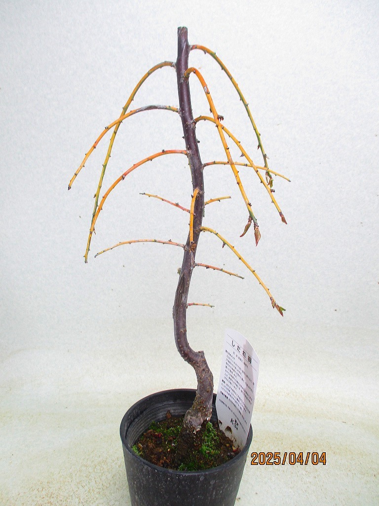 item_image_8