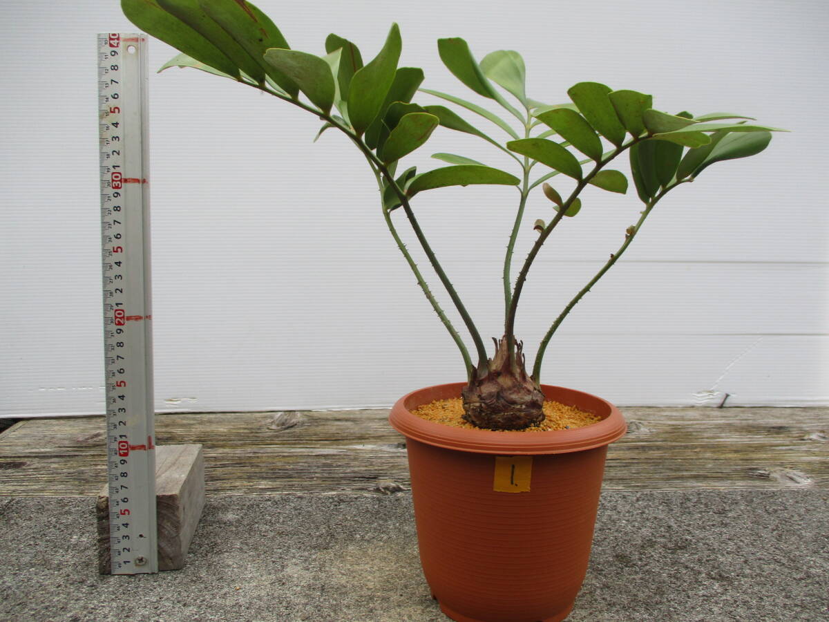 ザミアメキシコソテツ1. 5号鉢 観葉植物(当園栽培品)(観葉植物 ザミアメキシコソテツ1. 5号鉢 観葉植物(当園栽培品)(観葉植物
