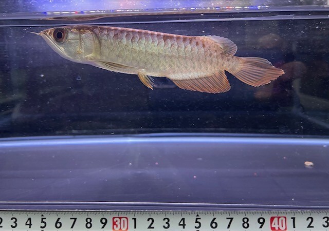 海外ブランドアウトレット通 アジアアロワナ 過背金龍（クロスバック・ゴールデン）±15cm その他