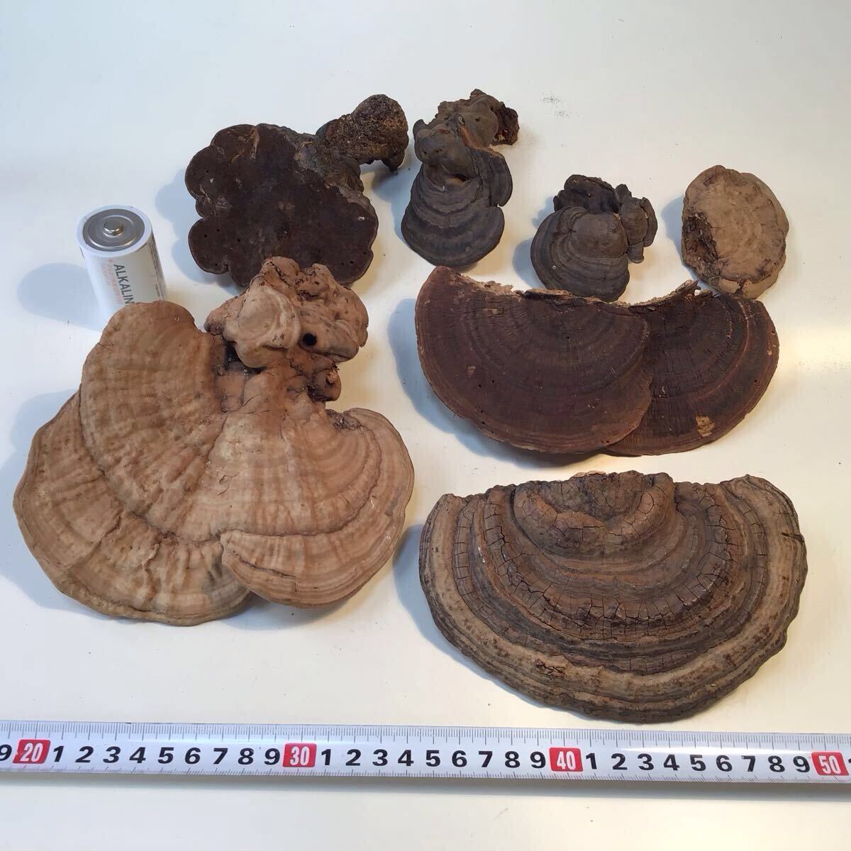 初出 時代仏教美術霊芝如意木彫2点 天然霊芝製如意、煎茶飾り2点 初出 時代仏教美術霊芝如意木彫2点 天然霊芝製如意、煎茶飾り2点
