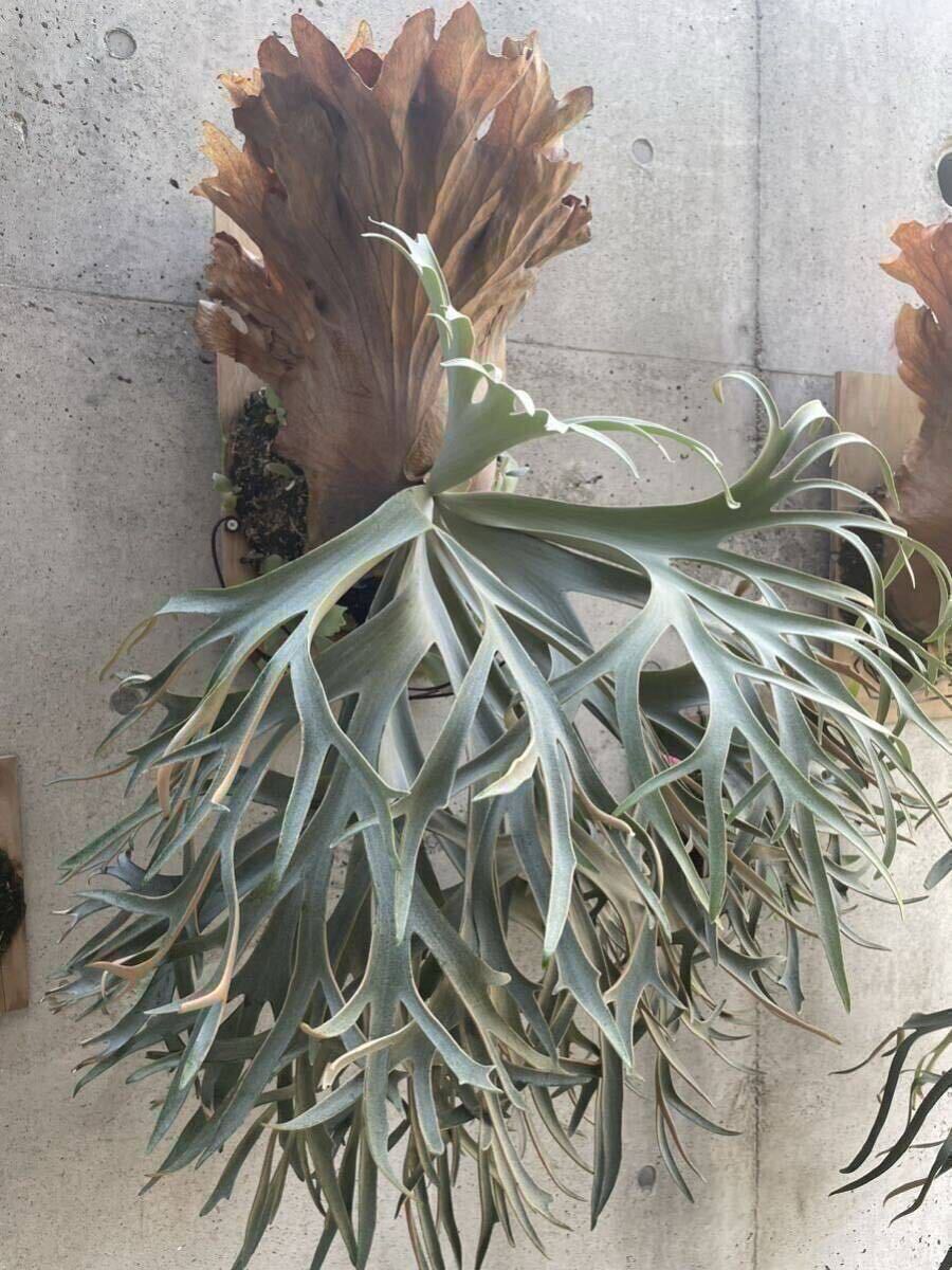 P. willinckii '月光爪哇' 【calm_plants】株分け品子株 P. willinckii '月光爪哇' 【calm_plants】株分け品子株