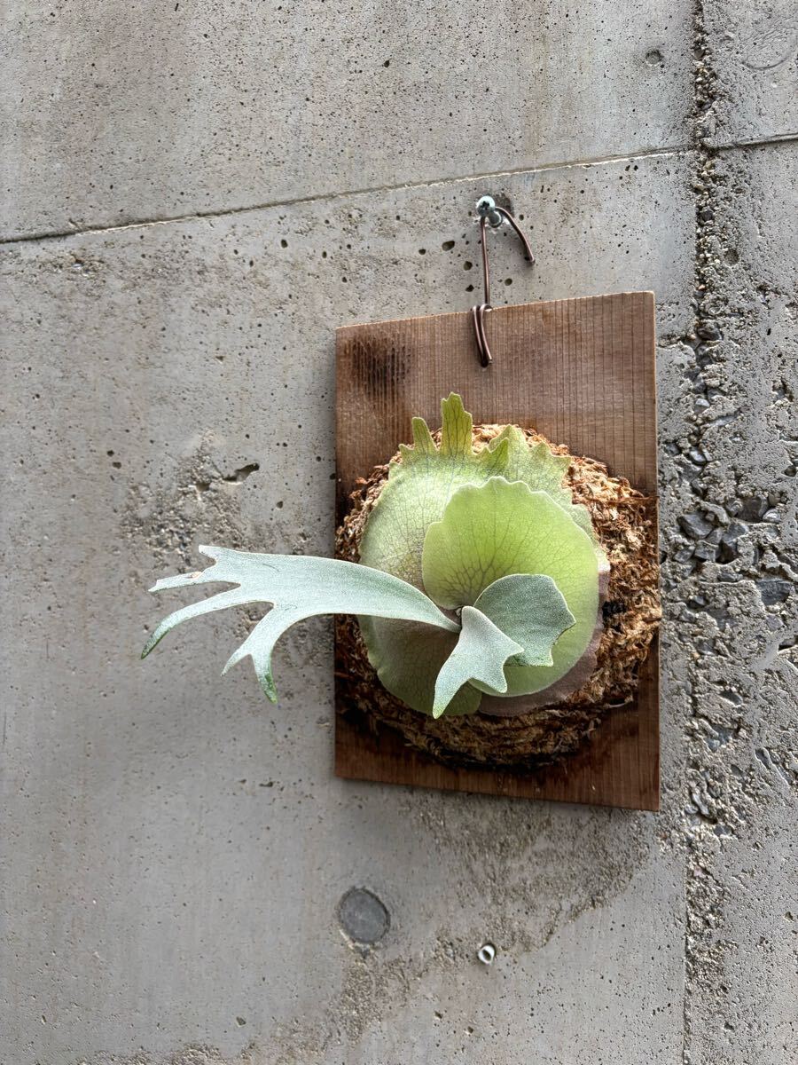 P. willinckii '月光爪哇' 【calm_plants】株分け品子株 P. willinckii '月光爪哇' 【calm_plants】株分け品子株