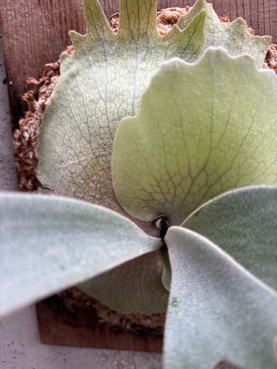 P. willinckii '月光爪哇' 【calm_plants】株分け品子株 P. willinckii '月光爪哇' 【calm_plants】株分け品子株