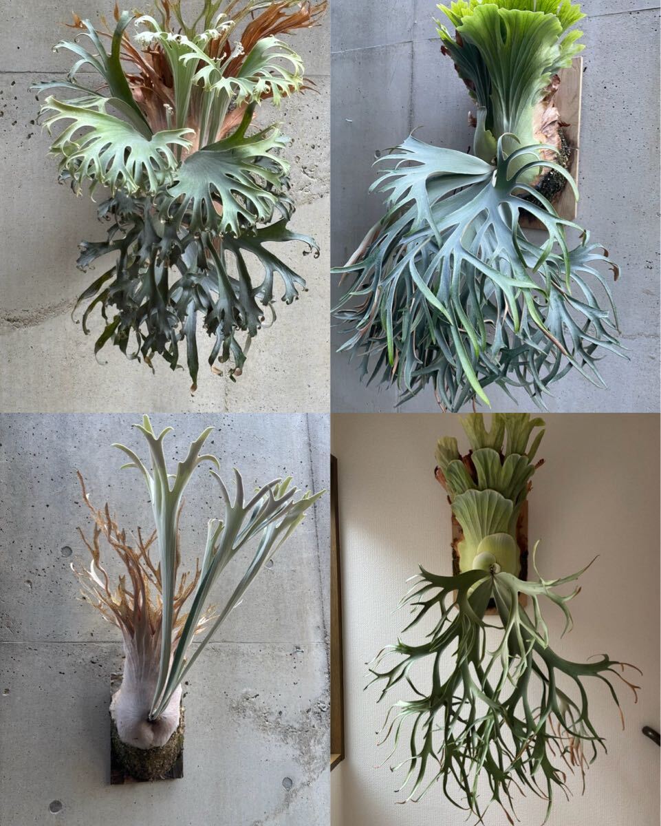 胞子4種セット【calm_plants】'月光爪哇' 'Bogor suddan 胞子4種セット【calm_plants】'月光爪哇' 'Bogor suddan
