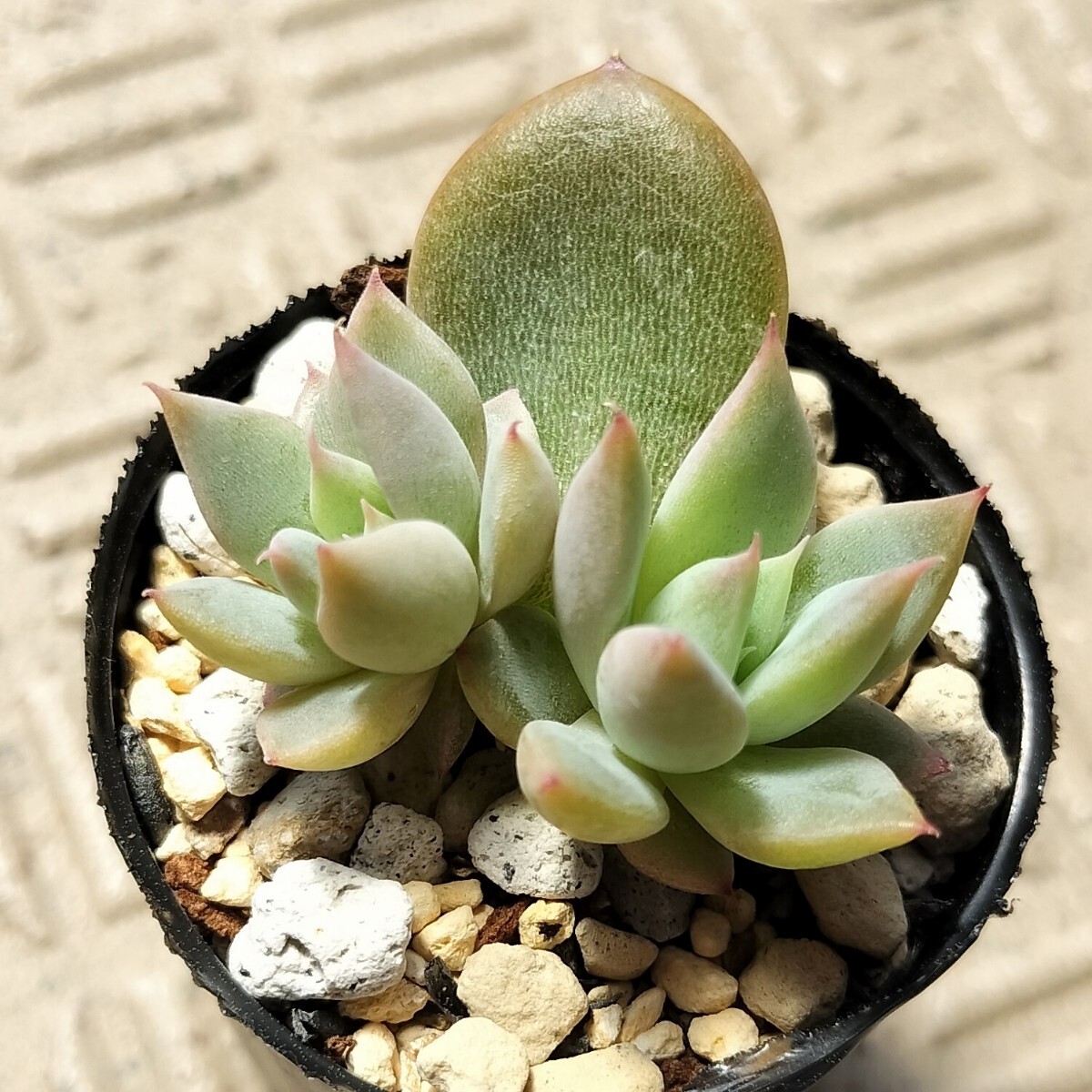 もみじ飴 ミックスベリア おらいさん苗 多肉植物(観葉植物 もみじ飴 ミックスベリア おらいさん苗 多肉植物(観葉植物