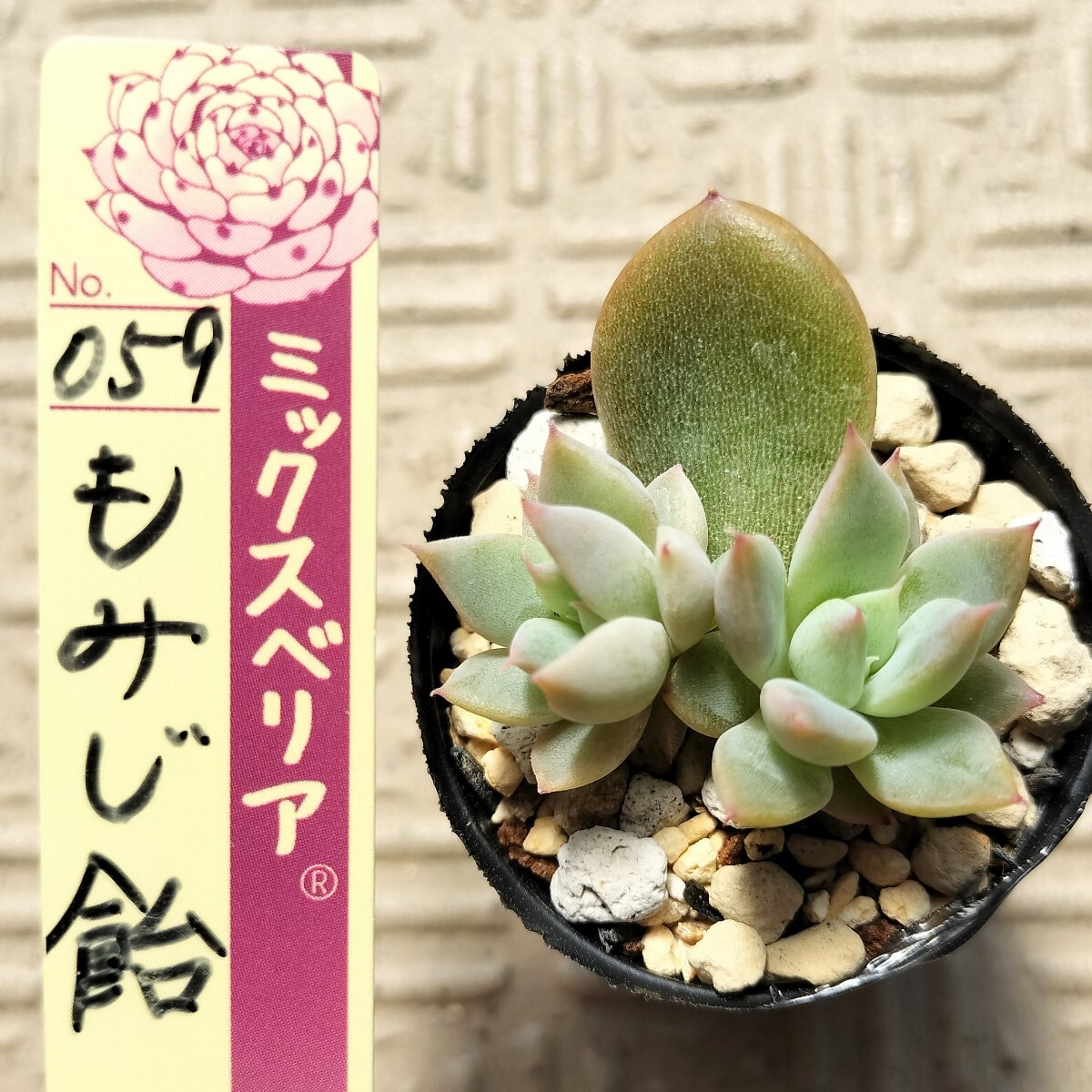 もみじ飴 ミックスベリア おらいさん苗 多肉植物(観葉植物 もみじ飴 ミックスベリア おらいさん苗 多肉植物(観葉植物