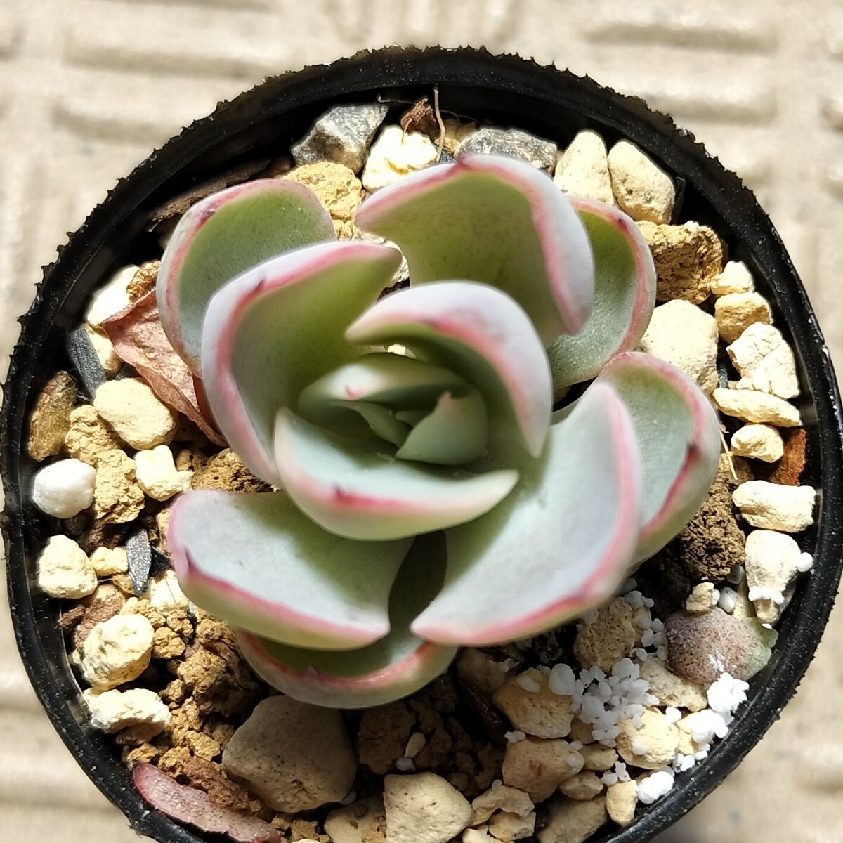 龍鱗蓮華 ミックスベリア おらいさん苗 多肉植物(観葉植物 龍鱗蓮華 ミックスベリア おらいさん苗 多肉植物(観葉植物