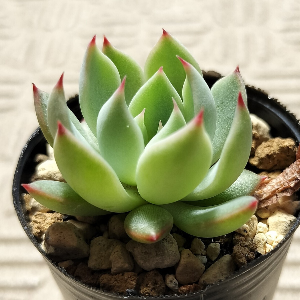 桜鬼 ミックスベリア おらいさん苗 多肉植物(観葉植物)|売買 桜鬼 ミックスベリア おらいさん苗 多肉植物(観葉植物)|売買
