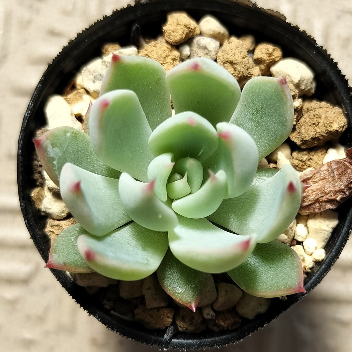 桜鬼 ミックスベリア おらいさん苗 多肉植物(観葉植物)|売買 桜鬼 ミックスベリア おらいさん苗 多肉植物(観葉植物)|売買
