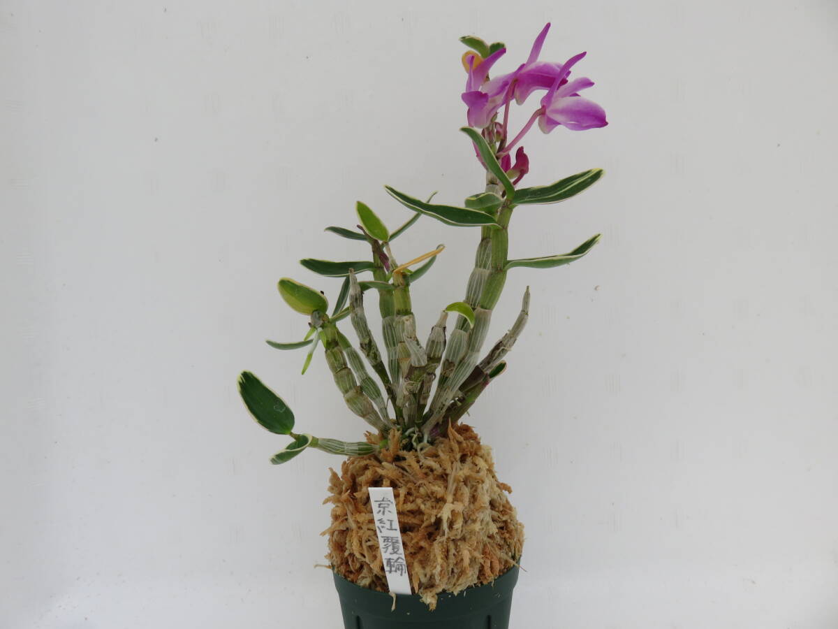 ○富貴蘭○山野草○斑入り○セッコク○長生蘭(京紅覆輪)(ラン ○富貴蘭○山野草○斑入り○セッコク○長生蘭(京紅覆輪)(ラン