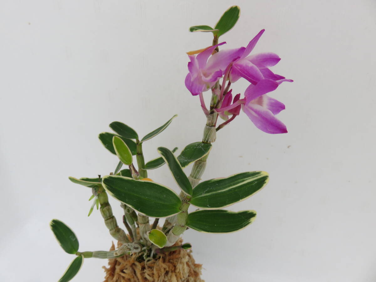 ○富貴蘭○山野草○斑入り○セッコク○長生蘭(京紅覆輪)(ラン ○富貴蘭○山野草○斑入り○セッコク○長生蘭(京紅覆輪)(ラン
