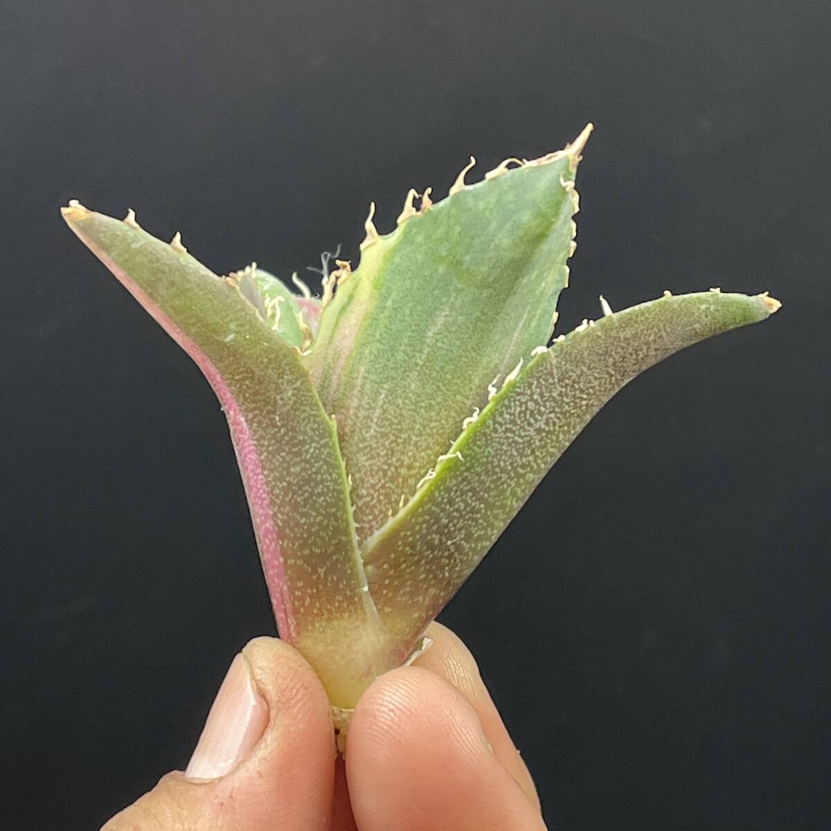 A71多肉植物 アガベ チタノタ 白鯨錦 縞斑錦 精選極美小株 A71多肉植物 アガベ チタノタ 白鯨錦 縞斑錦 精選極美小株