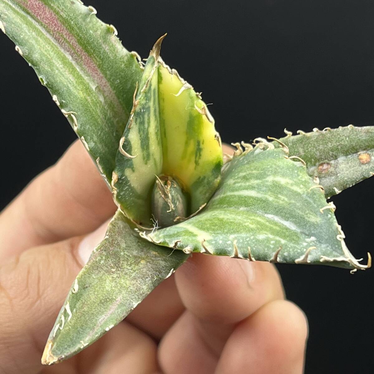 A71多肉植物 アガベ チタノタ 白鯨錦 縞斑錦 精選極美小株 A71多肉植物 アガベ チタノタ 白鯨錦 縞斑錦 精選極美小株