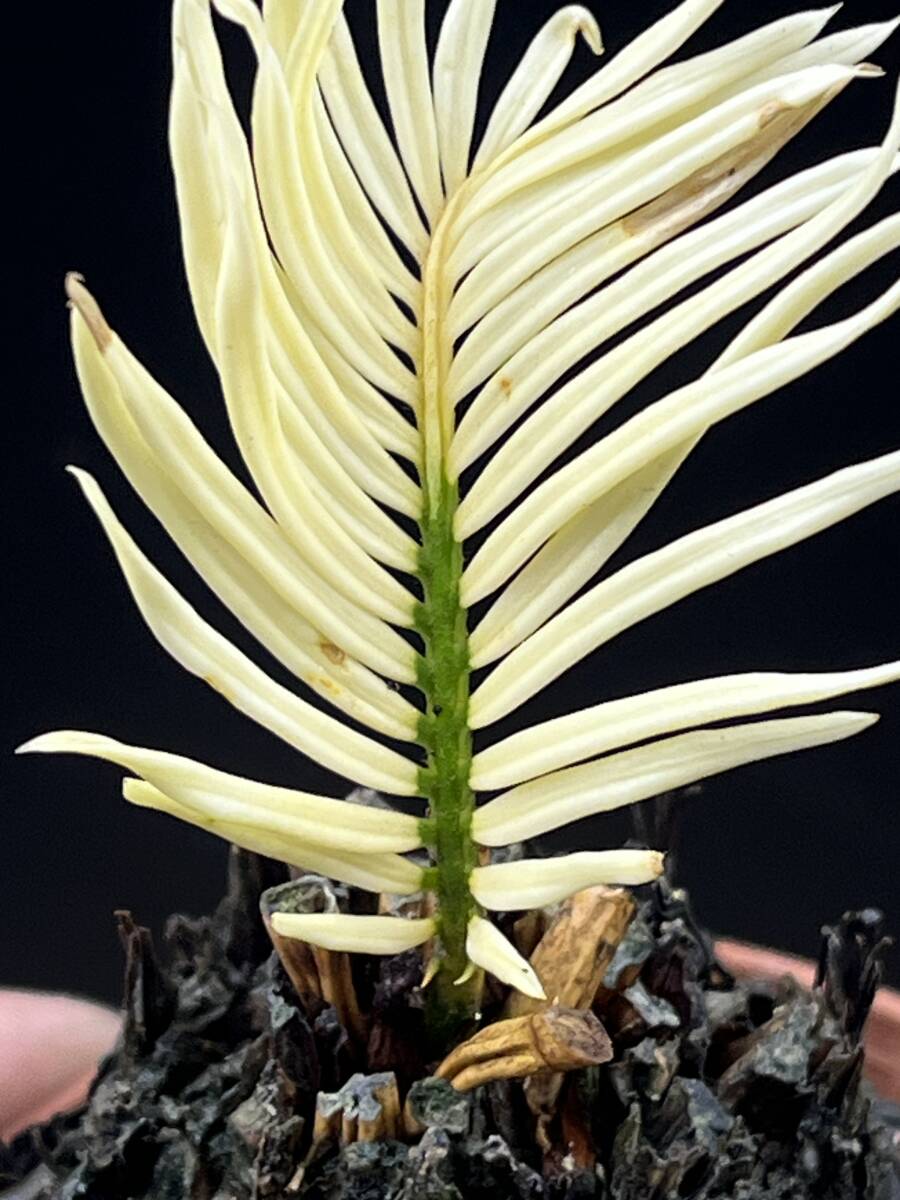 D38斑入りソテツ 白い蘇鉄 黄金ソテツ サイカス 変異(植木、庭木 D38斑入りソテツ 白い蘇鉄 黄金ソテツ サイカス 変異(植木、庭木
