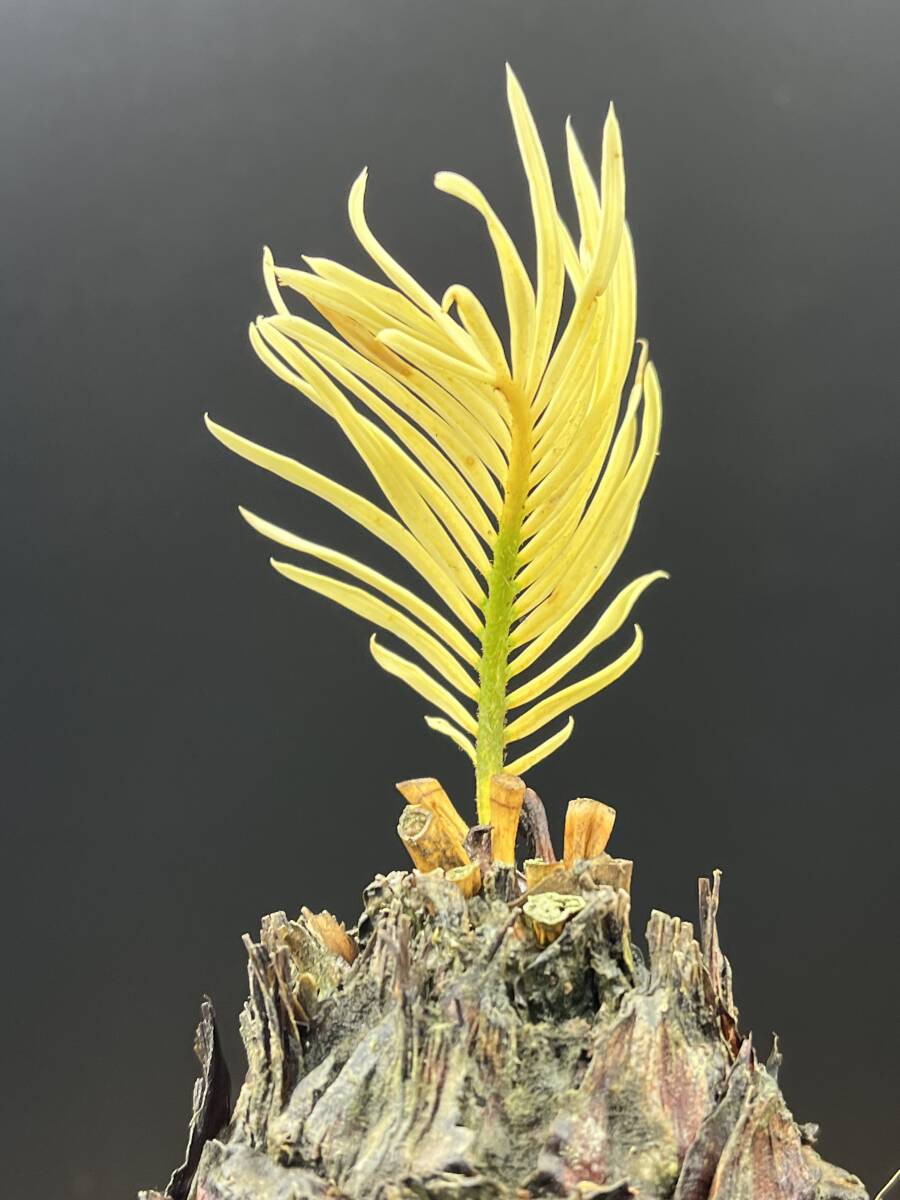 D38斑入りソテツ 白い蘇鉄 黄金ソテツ サイカス 変異(植木、庭木 D38斑入りソテツ 白い蘇鉄 黄金ソテツ サイカス 変異(植木、庭木