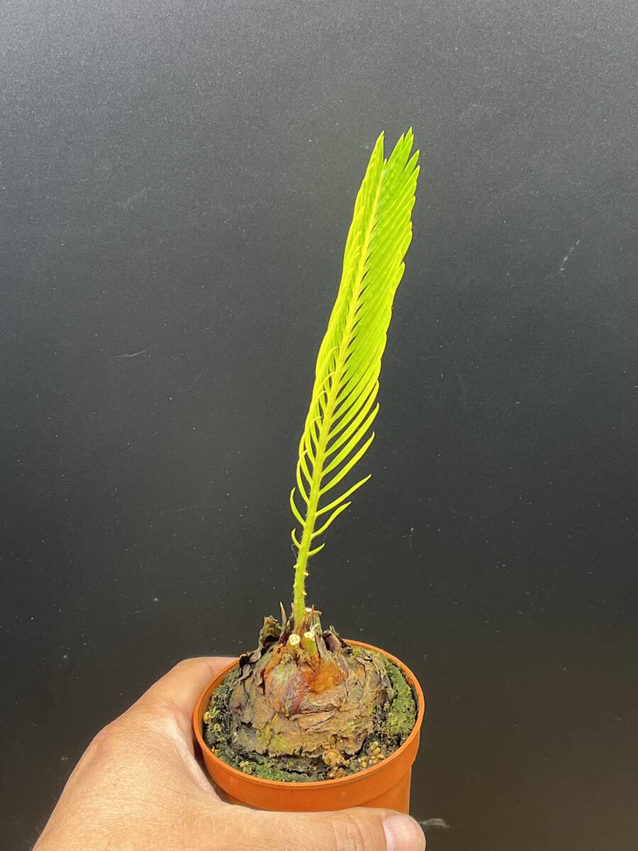 D39斑入りソテツ 黄斑 蘇鉄 希少(観葉植物)|売買された D39斑入りソテツ 黄斑 蘇鉄 希少(観葉植物)|売買された