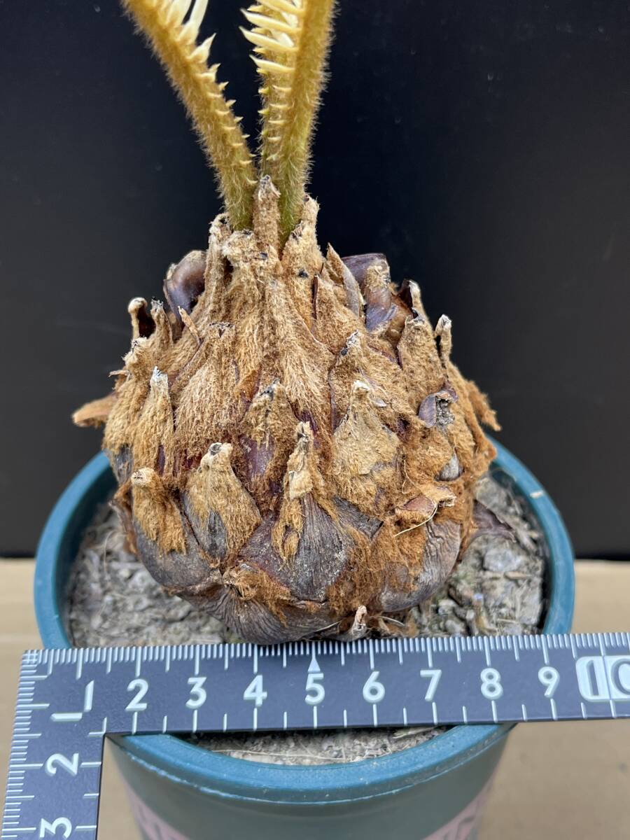A10斑入りソテツ 白い蘇鉄 黄金ソテツ サイカス 変異(観葉植物 A10斑入りソテツ 白い蘇鉄 黄金ソテツ サイカス 変異(観葉植物