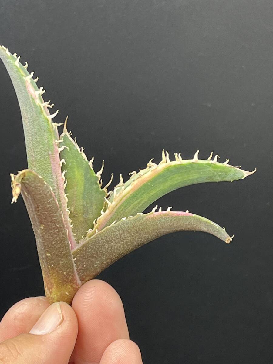 F37多肉植物 アガベ チタノタ 白鯨錦 縞斑錦 精選極美小株 F37多肉植物 アガベ チタノタ 白鯨錦 縞斑錦 精選極美小株