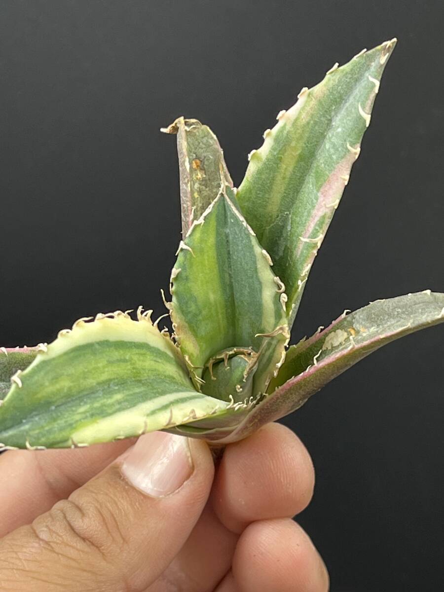 F37多肉植物 アガベ チタノタ 白鯨錦 縞斑錦 精選極美小株 F37多肉植物 アガベ チタノタ 白鯨錦 縞斑錦 精選極美小株