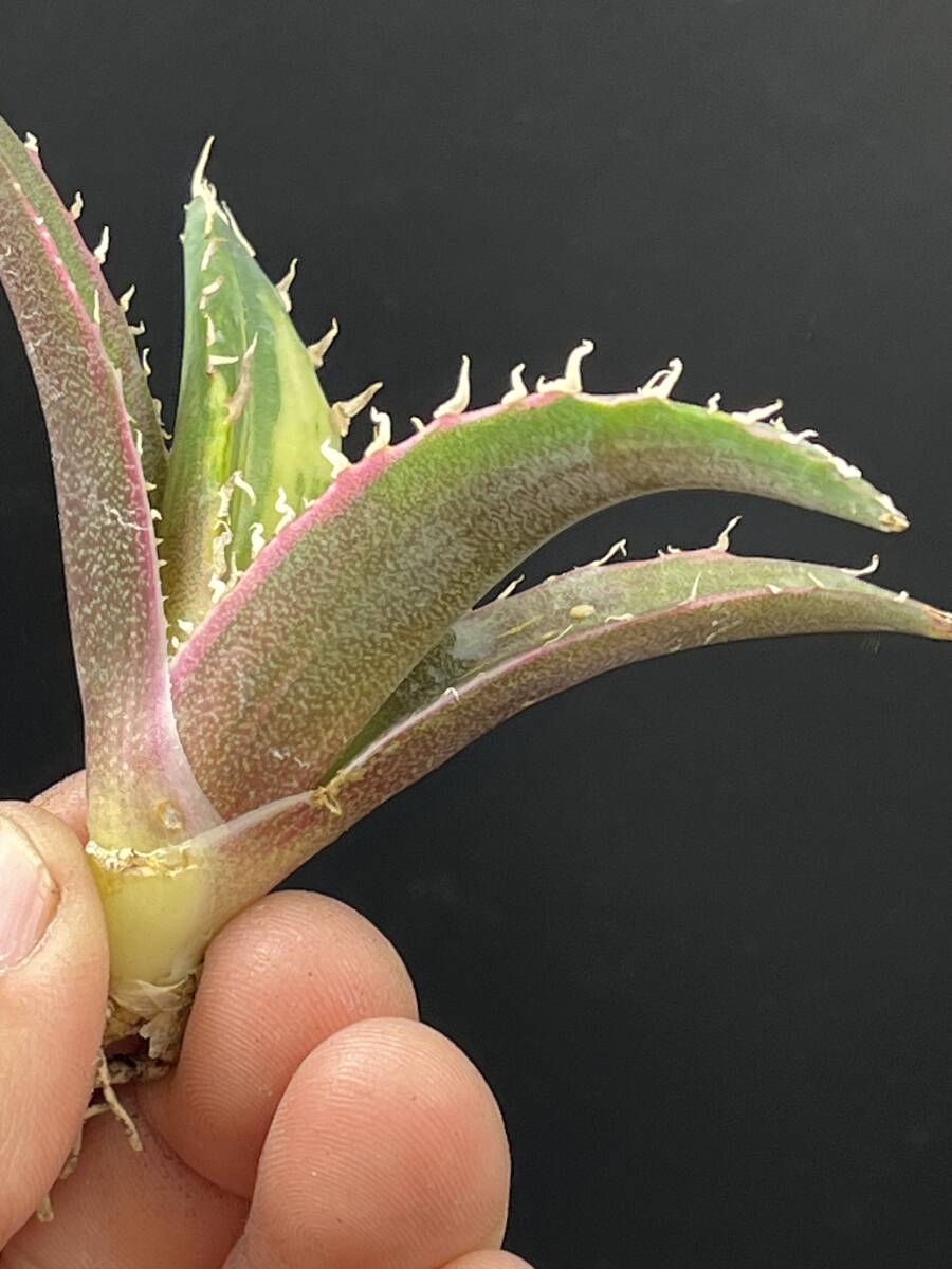 F43多肉植物 アガベ チタノタ 白鯨錦 縞斑錦 精選極美小株 F43多肉植物 アガベ チタノタ 白鯨錦 縞斑錦 精選極美小株
