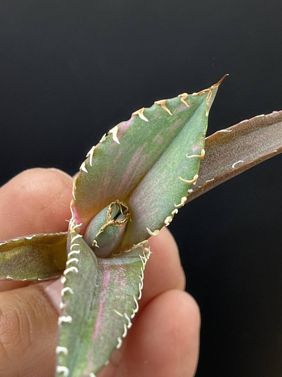 F64多肉植物 アガベ チタノタ 白鯨錦 縞斑錦 精選極美小株 F64多肉植物 アガベ チタノタ 白鯨錦 縞斑錦 精選極美小株