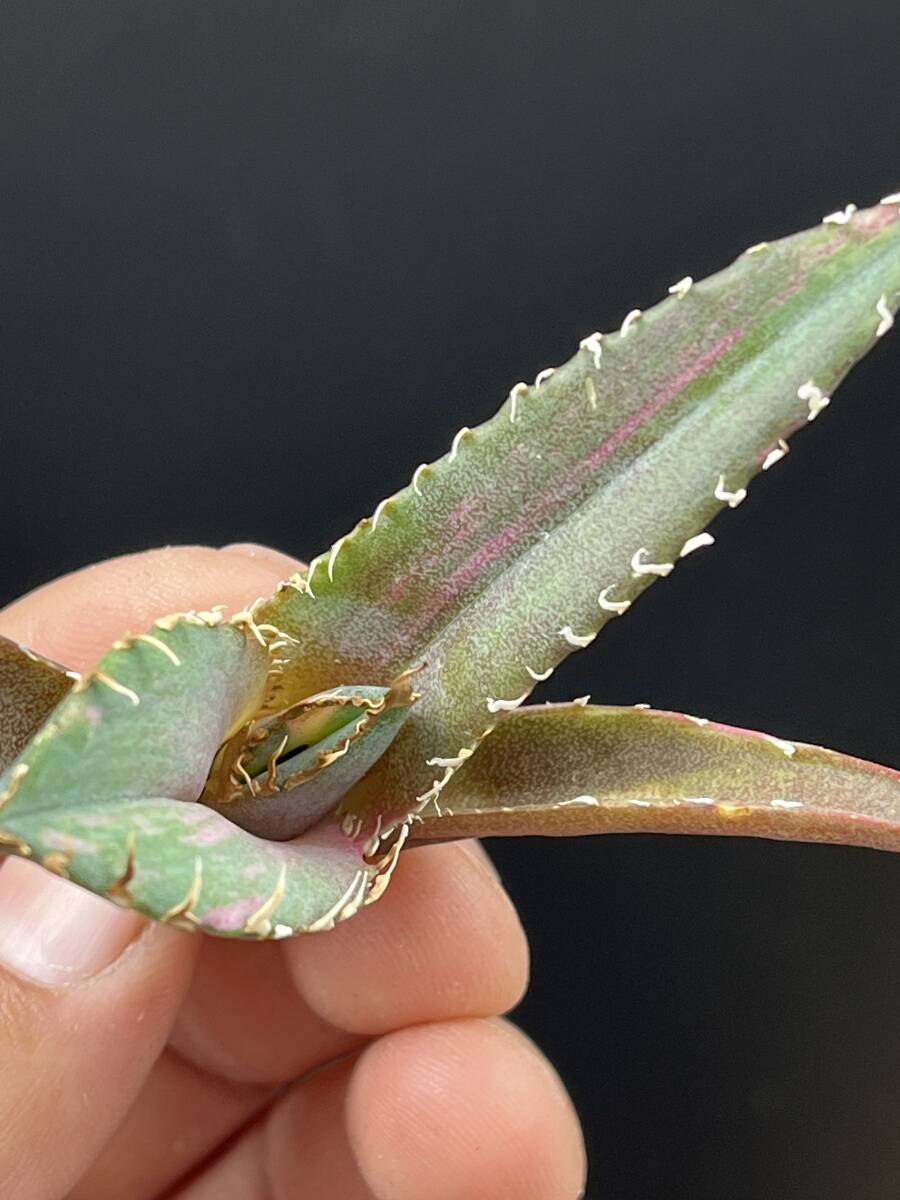 F64多肉植物 アガベ チタノタ 白鯨錦 縞斑錦 精選極美小株 F64多肉植物 アガベ チタノタ 白鯨錦 縞斑錦 精選極美小株
