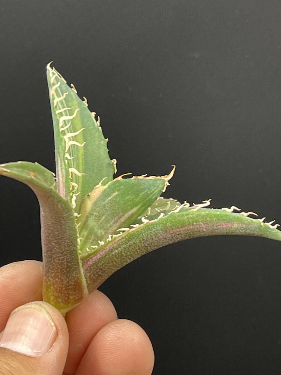 F41多肉植物 アガベ チタノタ 白鯨錦 縞斑錦 精選極美小株 F41多肉植物 アガベ チタノタ 白鯨錦 縞斑錦 精選極美小株