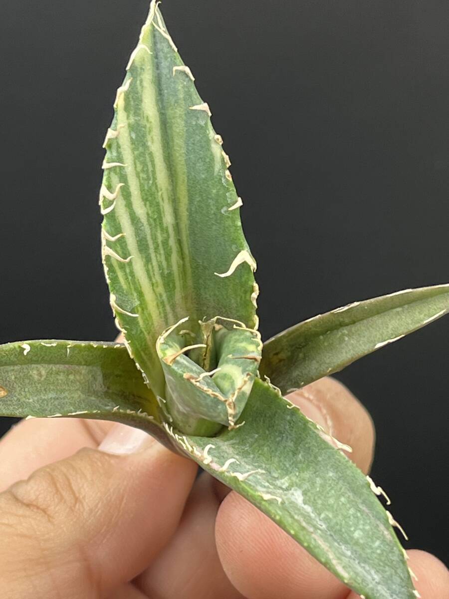 F41多肉植物 アガベ チタノタ 白鯨錦 縞斑錦 精選極美小株 F41多肉植物 アガベ チタノタ 白鯨錦 縞斑錦 精選極美小株