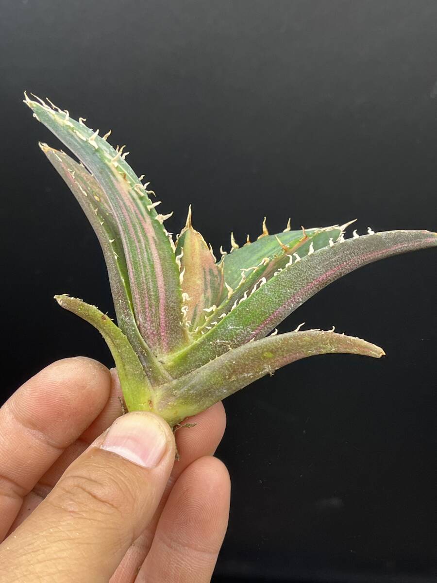 H39多肉植物 アガベ チタノタ 白鯨錦 縞斑錦 精選極美小株 H39多肉植物 アガベ チタノタ 白鯨錦 縞斑錦 精選極美小株