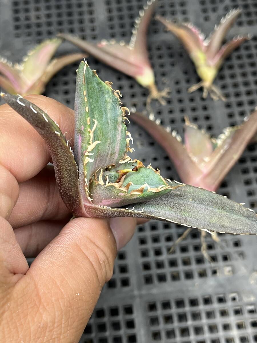 H49多肉植物 アガベ チタノタ 白鯨錦 精選極美小株 5株同梱 H49多肉植物 アガベ チタノタ 白鯨錦 精選極美小株 5株同梱