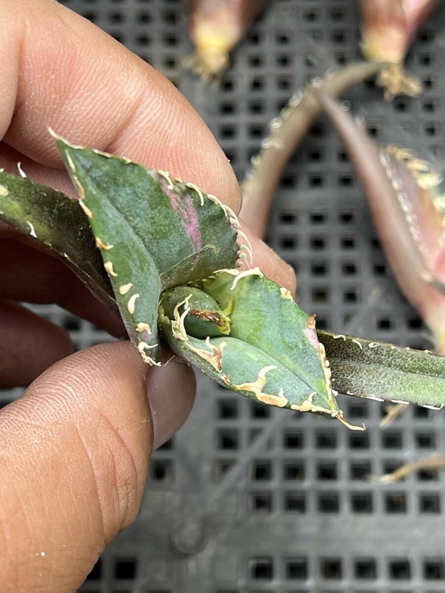 H51多肉植物 アガベ チタノタ 白鯨錦 精選極美小株 8株同梱 H51多肉植物 アガベ チタノタ 白鯨錦 精選極美小株 8株同梱