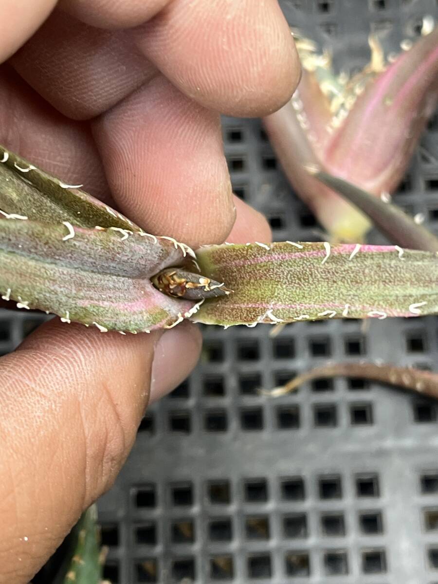 H51多肉植物 アガベ チタノタ 白鯨錦 精選極美小株 8株同梱 H51多肉植物 アガベ チタノタ 白鯨錦 精選極美小株 8株同梱
