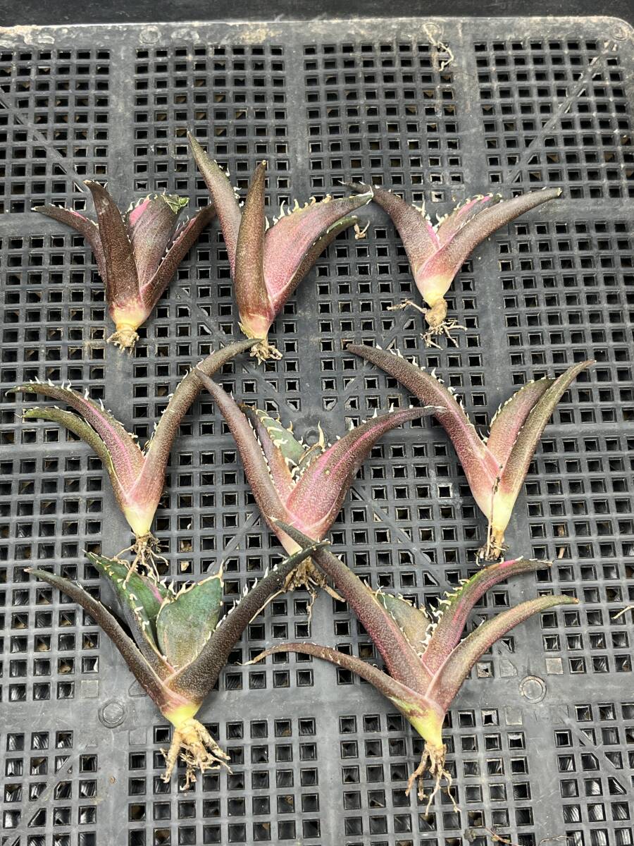 H51多肉植物 アガベ チタノタ 白鯨錦 精選極美小株 8株同梱 H51多肉植物 アガベ チタノタ 白鯨錦 精選極美小株 8株同梱