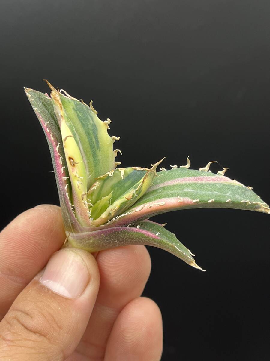 H43多肉植物 アガベ チタノタ 白鯨錦 縞斑錦 精選極美小株 H43多肉植物 アガベ チタノタ 白鯨錦 縞斑錦 精選極美小株