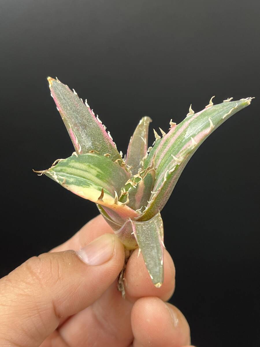H44多肉植物 アガベ チタノタ 白鯨錦 縞斑錦 精選極美小株 H44多肉植物 アガベ チタノタ 白鯨錦 縞斑錦 精選極美小株