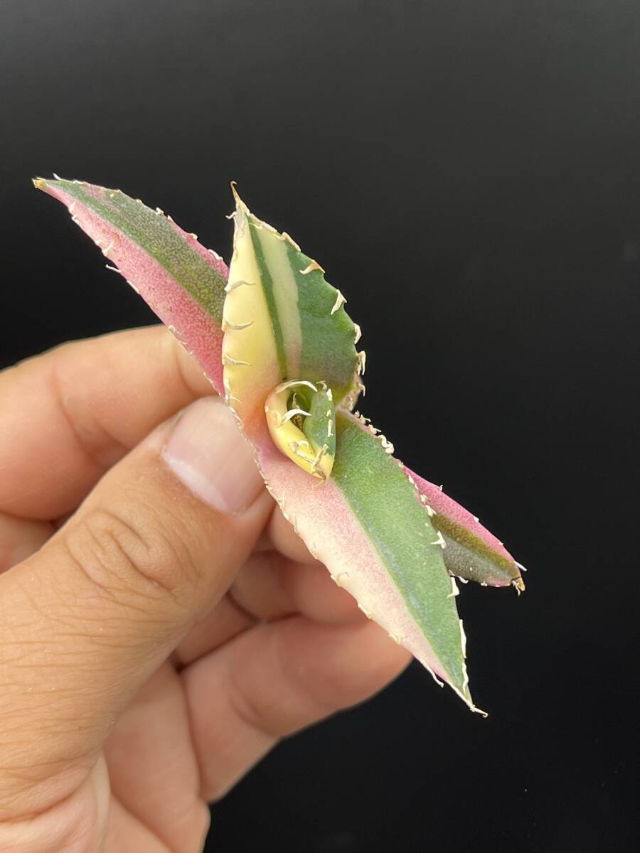 H46多肉植物 アガベ チタノタ 白鯨錦 縞斑錦 鮮明錦 極上錦 陰陽 H46多肉植物 アガベ チタノタ 白鯨錦 縞斑錦 鮮明錦 極上錦 陰陽