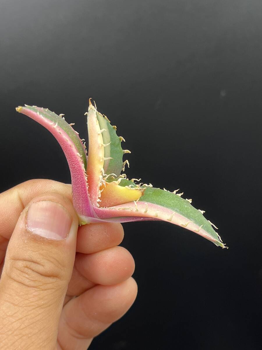 H46多肉植物 アガベ チタノタ 白鯨錦 縞斑錦 鮮明錦 極上錦 陰陽 H46多肉植物 アガベ チタノタ 白鯨錦 縞斑錦 鮮明錦 極上錦 陰陽