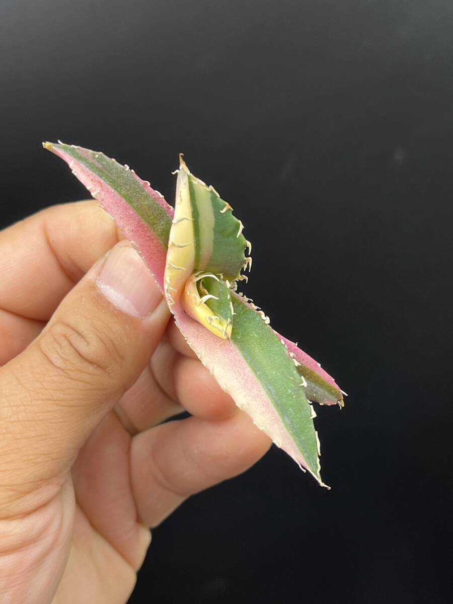 H46多肉植物 アガベ チタノタ 白鯨錦 縞斑錦 鮮明錦 極上錦 陰陽 H46多肉植物 アガベ チタノタ 白鯨錦 縞斑錦 鮮明錦 極上錦 陰陽