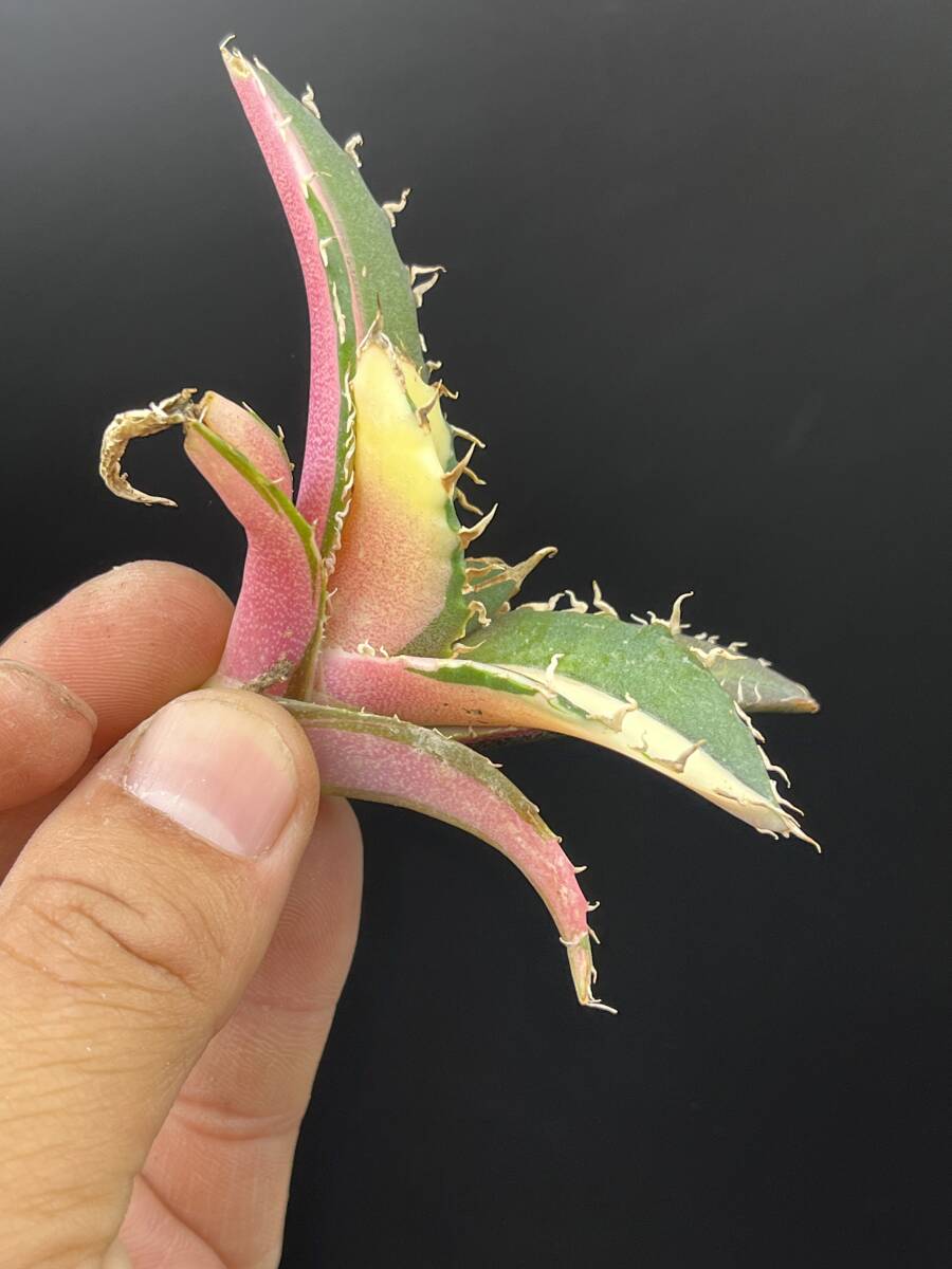 H48多肉植物 アガベ チタノタ 白鯨錦 縞斑錦 鮮明錦 極上錦 陰陽 H48多肉植物 アガベ チタノタ 白鯨錦 縞斑錦 鮮明錦 極上錦 陰陽