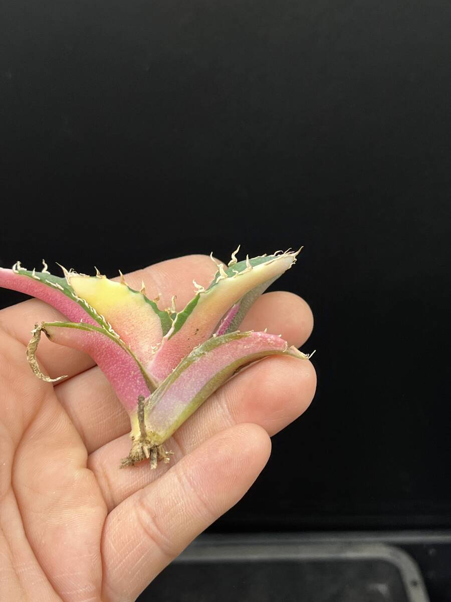 H48多肉植物 アガベ チタノタ 白鯨錦 縞斑錦 鮮明錦 極上錦 陰陽 H48多肉植物 アガベ チタノタ 白鯨錦 縞斑錦 鮮明錦 極上錦 陰陽