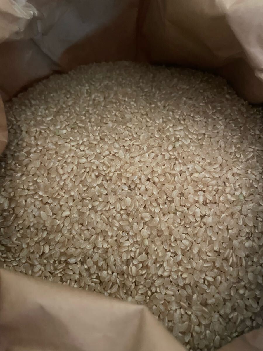 コシヒカリ 玄米30㎏/長野県産 保有米/令和6年産/売り切り No.② コシヒカリ 玄米30㎏/長野県産 保有米/令和6年産/売り切り No.②