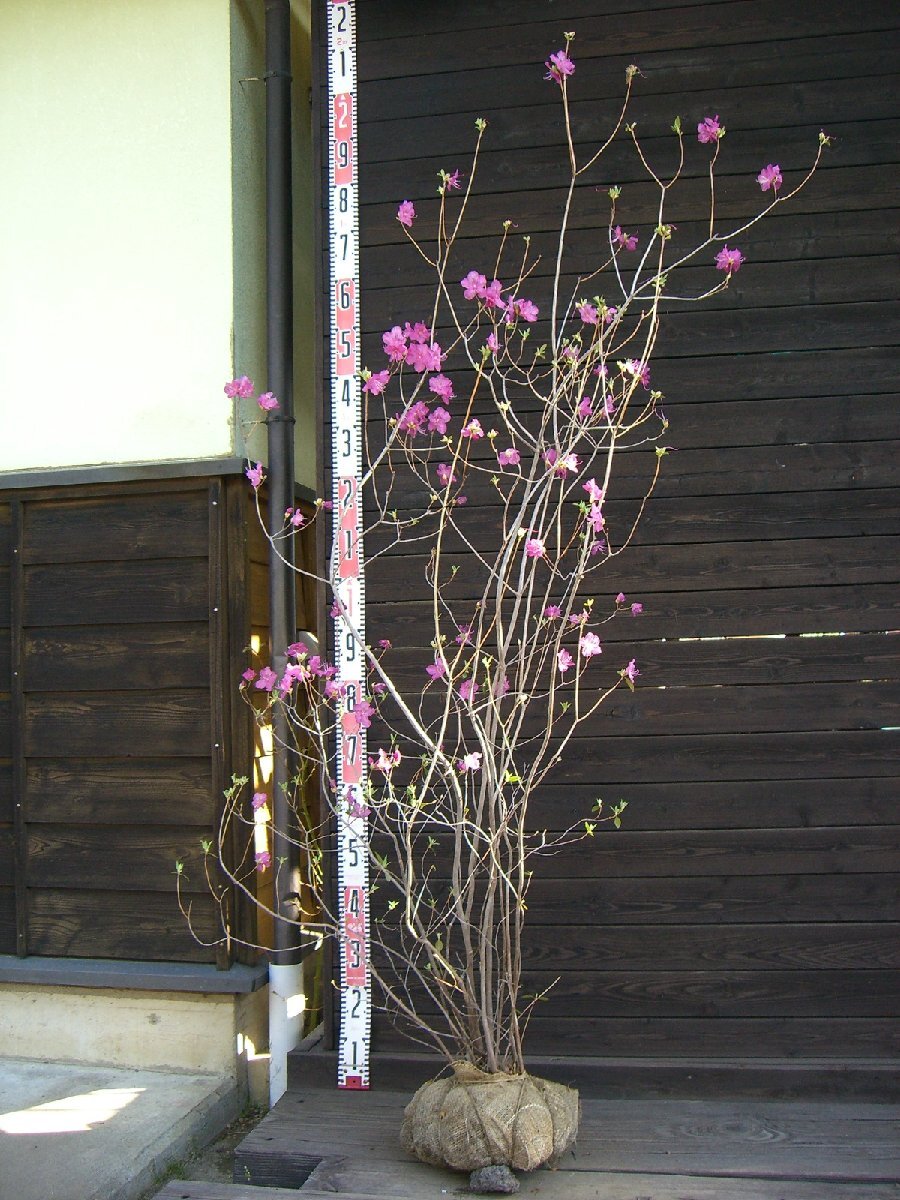 ビカクシダ My Original bleed 胞子培養株 オススメ株