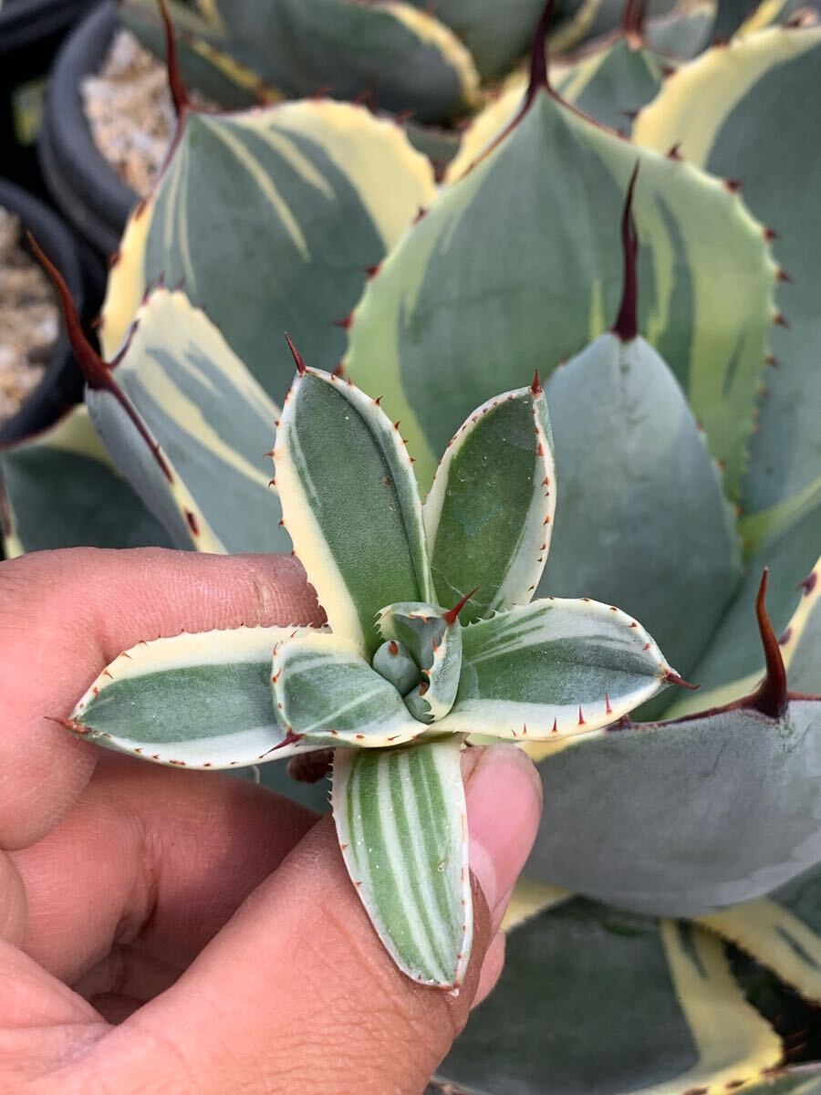 多肉植物アガベ パリー トランカータ オリザバ極上oc子株(アガベ 多肉植物アガベ パリー トランカータ オリザバ極上oc子株(アガベ