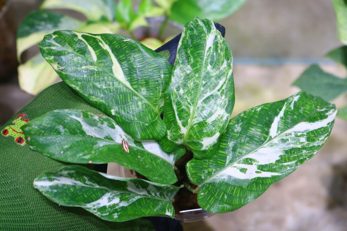 No.05/-TGK-r50404-/Calathea musaica variegated/カラテア No.05/-TGK-r50404-/Calathea musaica variegated/カラテア