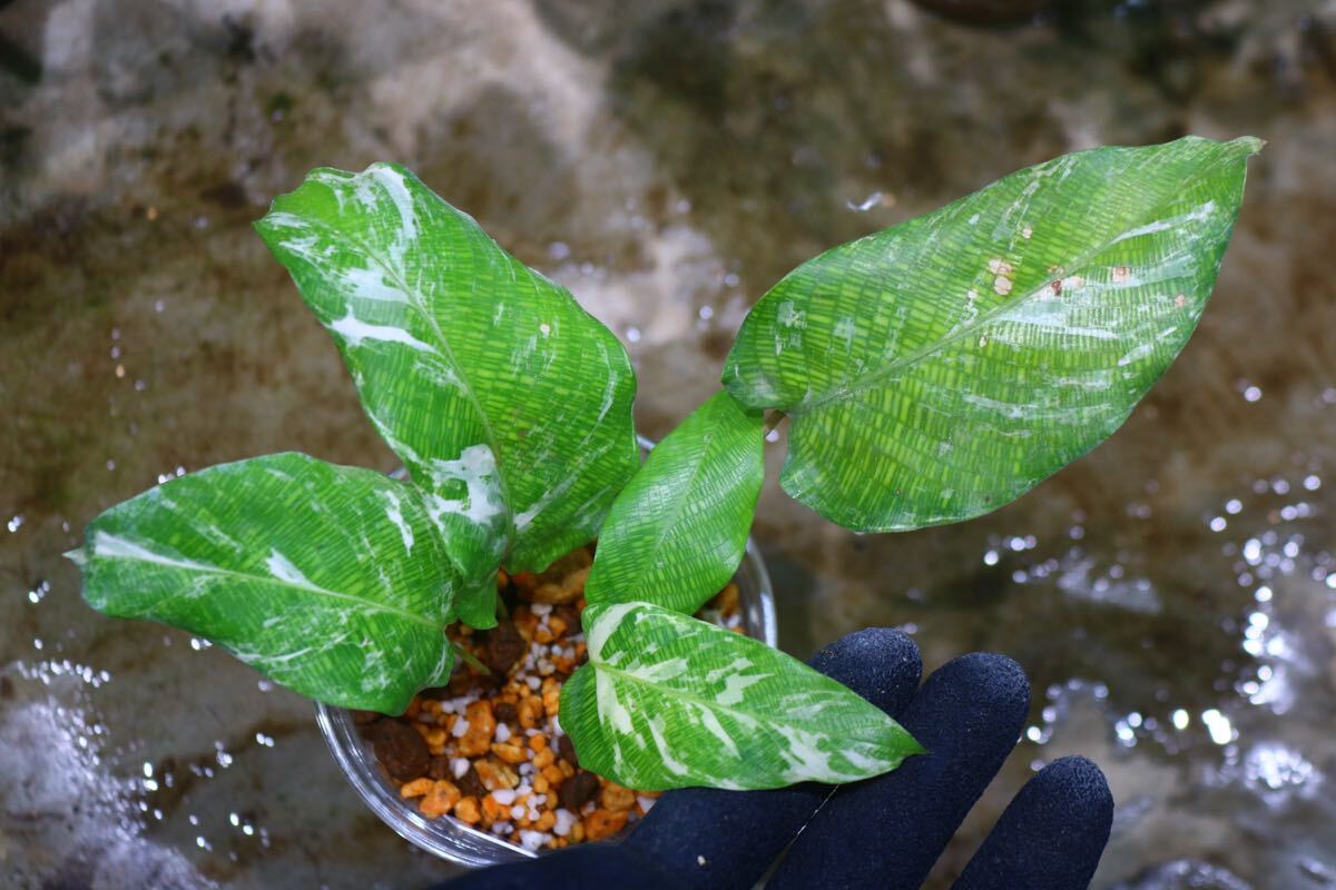 No.015/-TGK-r50404-/Calathea musaica variegated/カラテア No.015/-TGK-r50404-/Calathea musaica variegated/カラテア