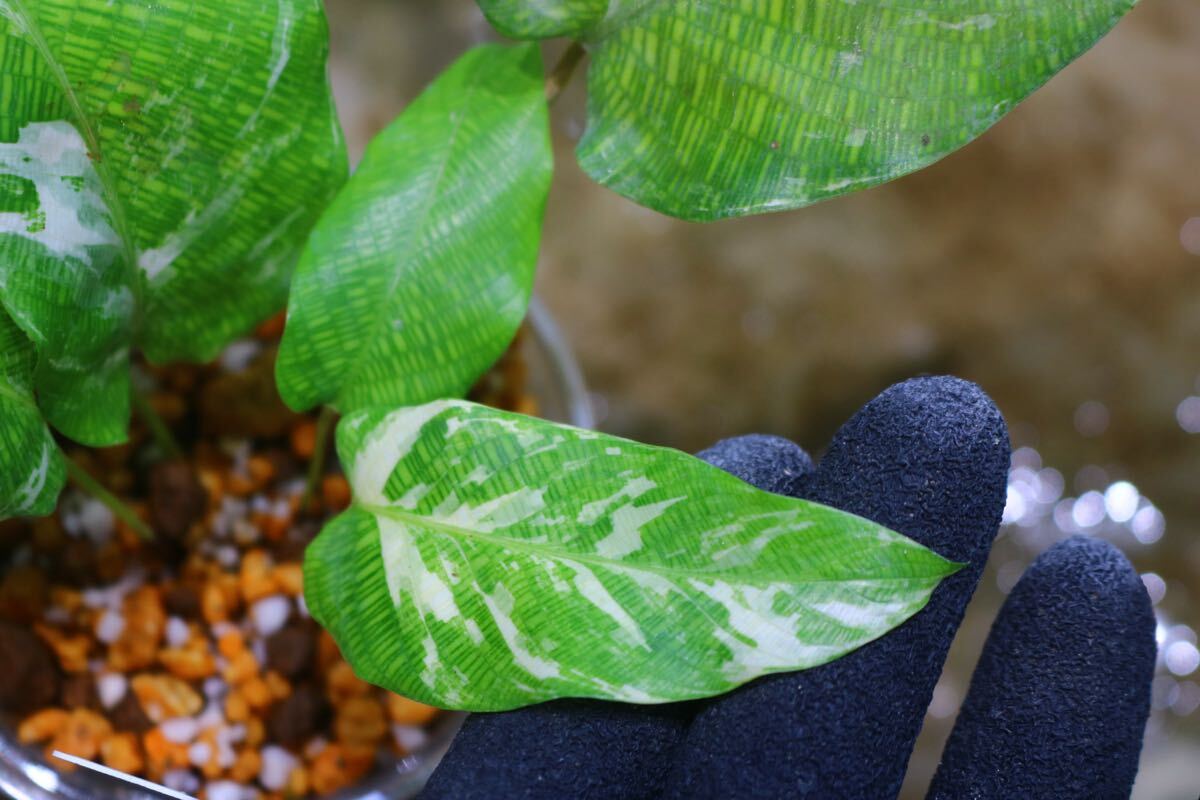 No.015/-TGK-r50404-/Calathea musaica variegated/カラテア No.015/-TGK-r50404-/Calathea musaica variegated/カラテア