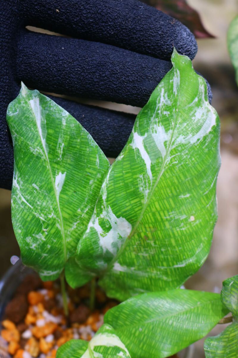 No.015/-TGK-r50404-/Calathea musaica variegated/カラテア No.015/-TGK-r50404-/Calathea musaica variegated/カラテア