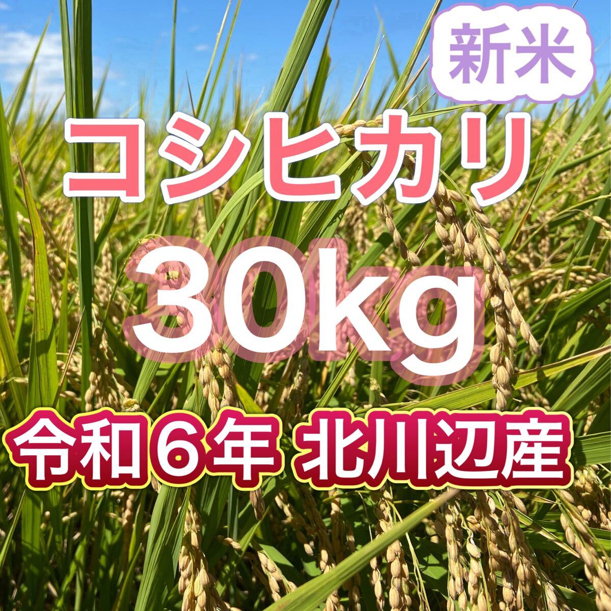 令和6年 新米コシヒカリ玄米 30kg キロ（精米不可）埼玉北川辺産 特別栽培米 減農薬